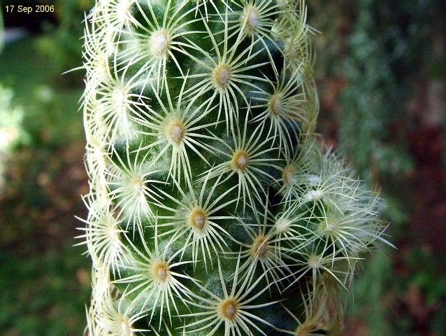 Mammillaria _elongata _ssp.elongata _forma_ 02